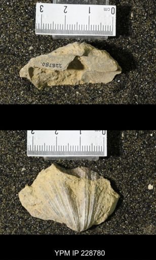 Neospirifer triplicatus