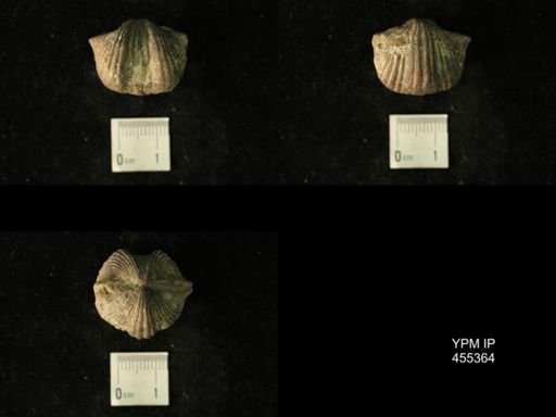 Platystrophia acutilirata senex