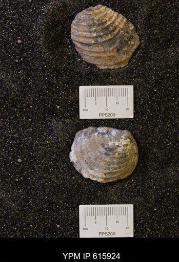 Inoceramus sp.
