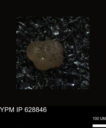 undet. Foraminiferida