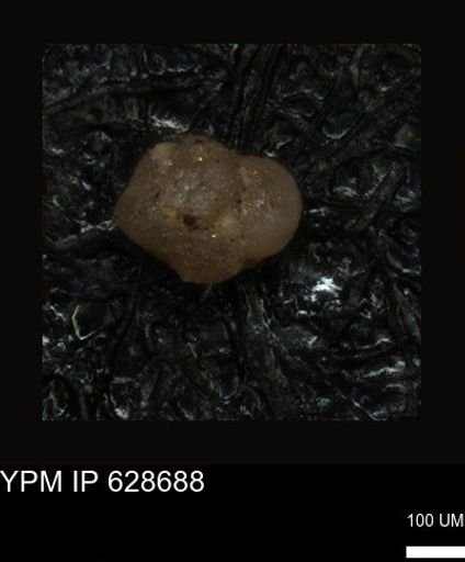 undet. Foraminiferida