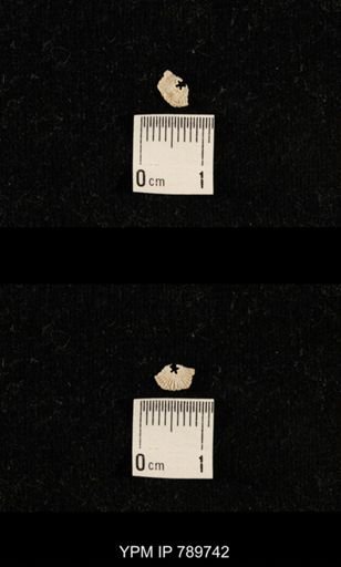 undet. Crinoidea