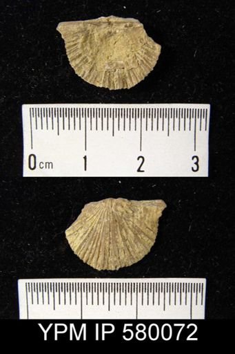 undet. Strophomenida