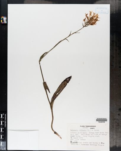 Habenaria ciliaris