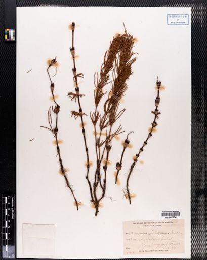 Equisetum arvense