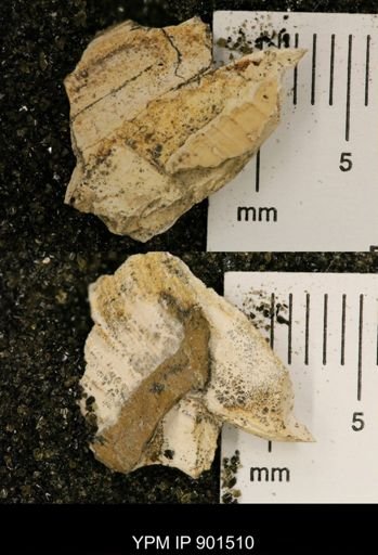 Cucullaea sp.