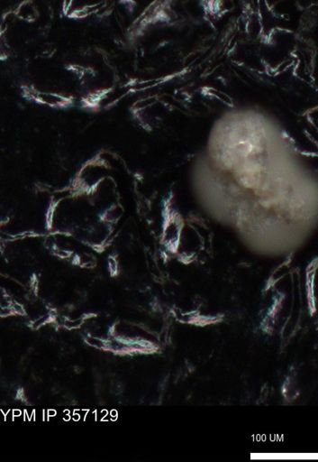 undet. Foraminiferida