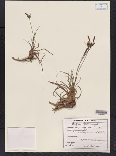 Carex