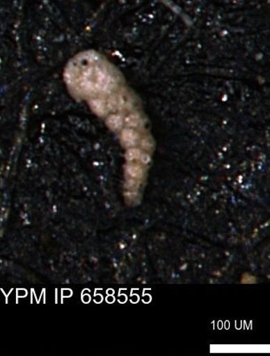 Verneuilinoides kansasensis