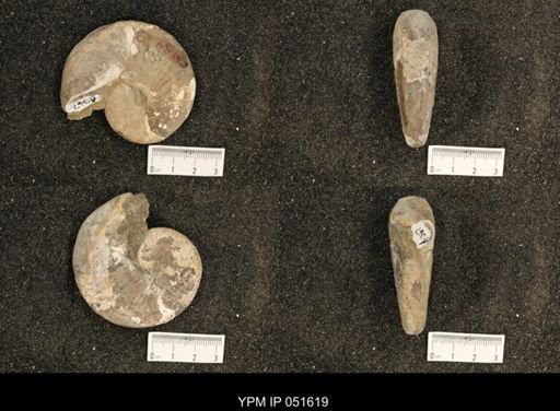 Hoploscaphites nicolletii