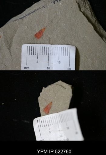 Chelicerata