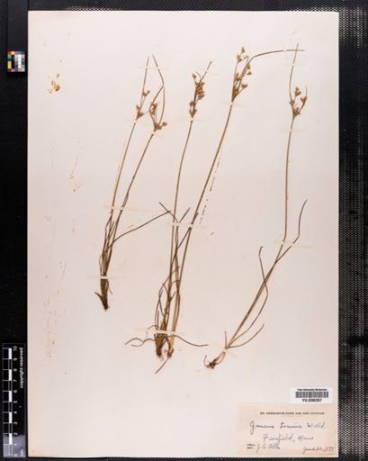 Juncus tenuis