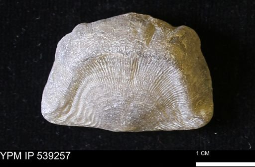 Leptaena sp.