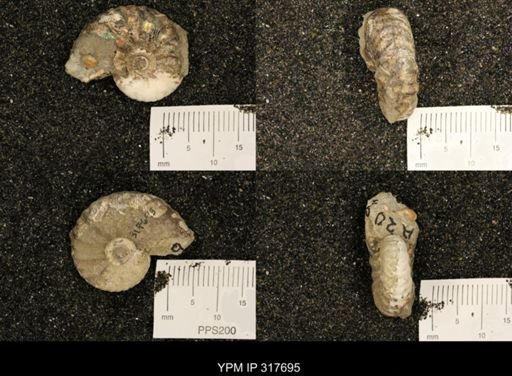 Discoscaphites sp.
