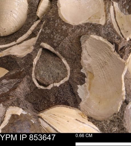 Limopsis striatopunctatus