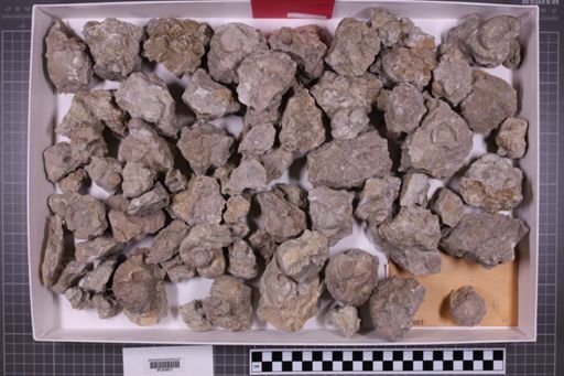mixed taxa, stratigraphic collection