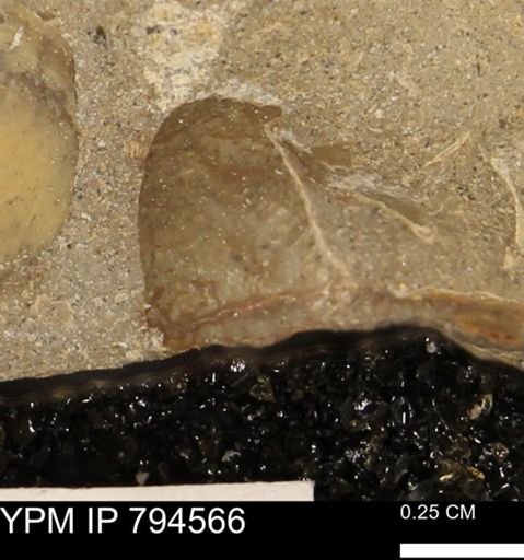 Protocardia subquadrata