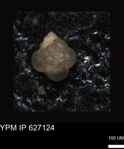 undet. Foraminiferida