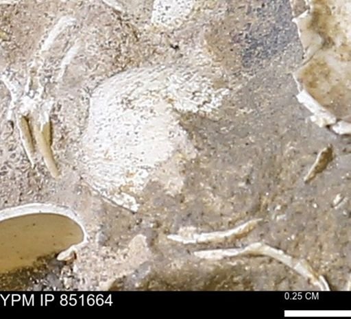 Limopsis striatopunctatus
