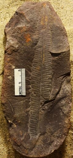 Pecopteris sp.