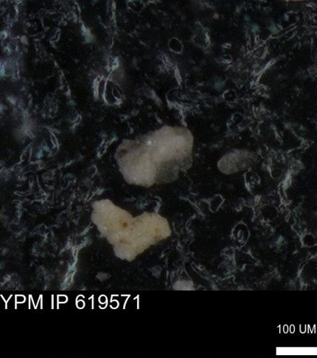 undet. Foraminiferida