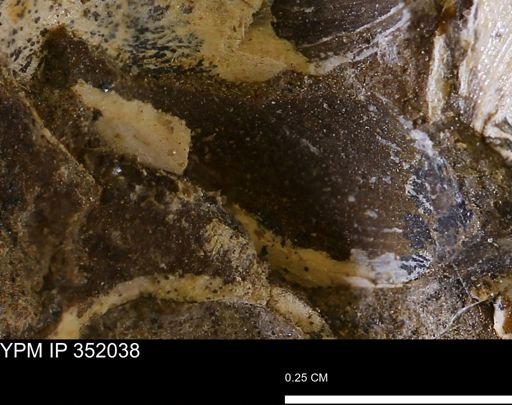 undet. Mollusca