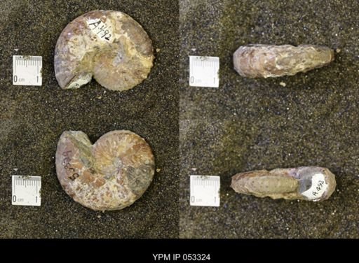 Discoscaphites conradi