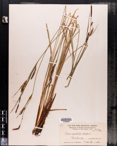Carex aquatilis