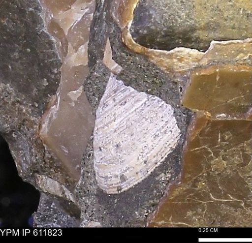 Protocardia sp.