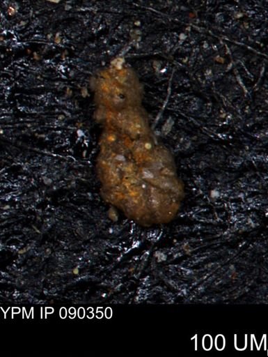 Ammobaculites subcretaceus