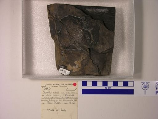 Semionotidae
