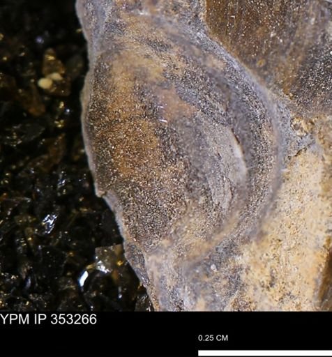 Limopsis striatopunctatus