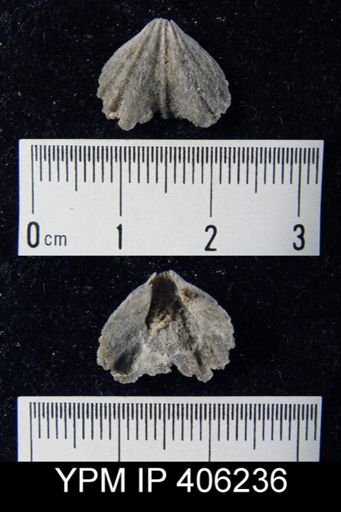 Rhynchotrema dentatum arnheimensis