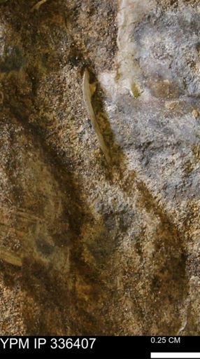 undet. Mollusca