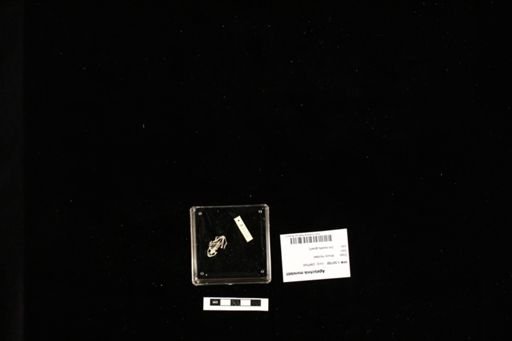 Agalychnis moreletii