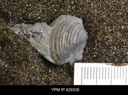 Grammysioidea sp.