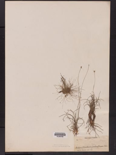 Eleocharis