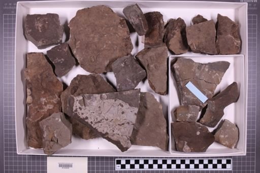 mixed taxa, stratigraphic collection