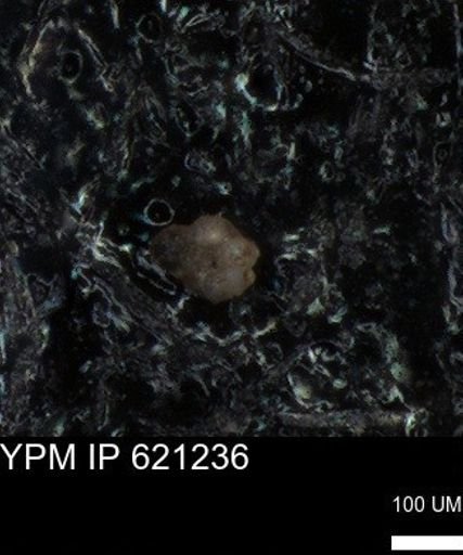 undet. Foraminiferida