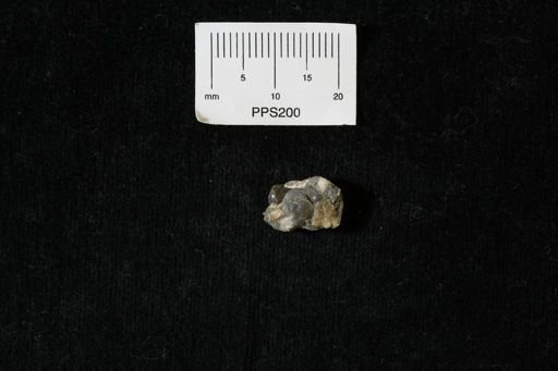 Gastropoda