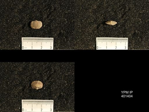 Plectorthis plicatella