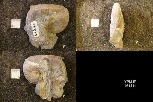 Discoscaphites conradi