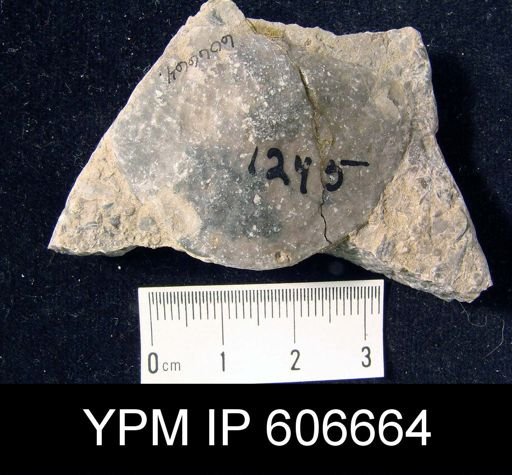 Stricklandinia salteri