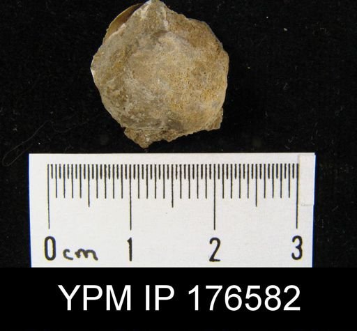 Marginifera sp.