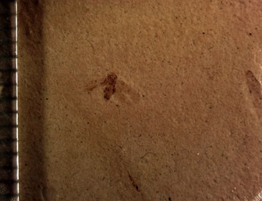 undet. Auchenorrhyncha