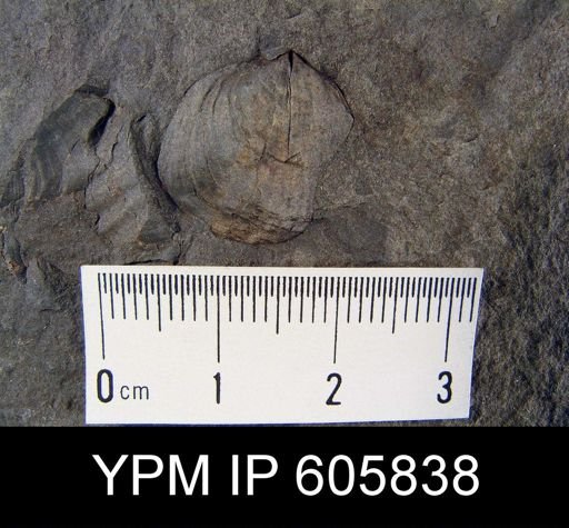 Leiorhynchus sp.