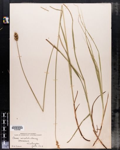 Carex mirabilis