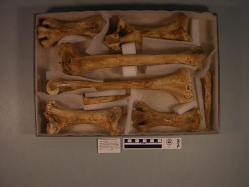 Meionornis didiformis