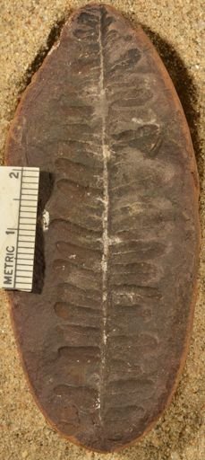 Pecopteris