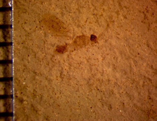 undet. Hymenoptera